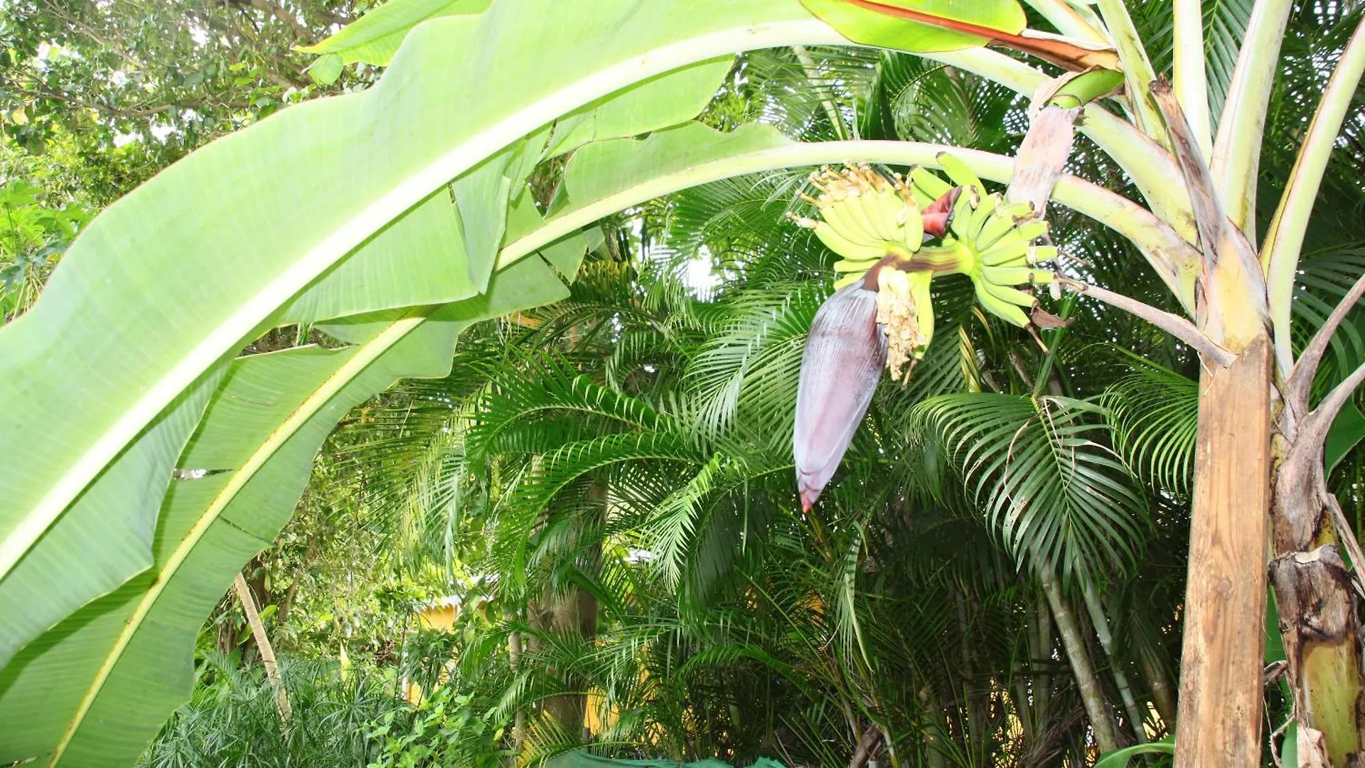 Location Beausejour Avec Jacuzzi Sainte-Anne Le Helleux Villa 0*, Sainte-Anne (Grande-Terre) Guadeloupe